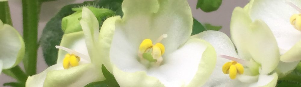 African Violet Society of Dayton