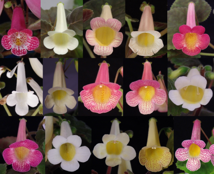 Fifteen Seedlings TS-B.png